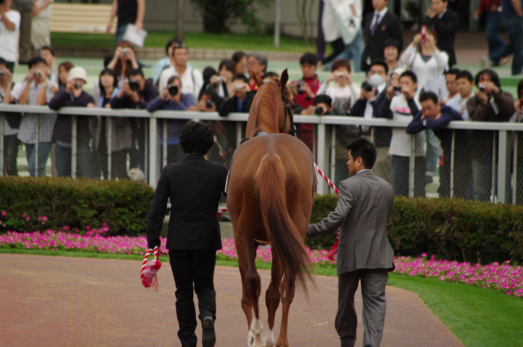 G1サラブレッドクラブ2020注目馬血統診断 2019年度産 競馬総合サイトg Zero